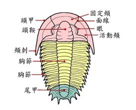 三葉蟲橫向解剖圖