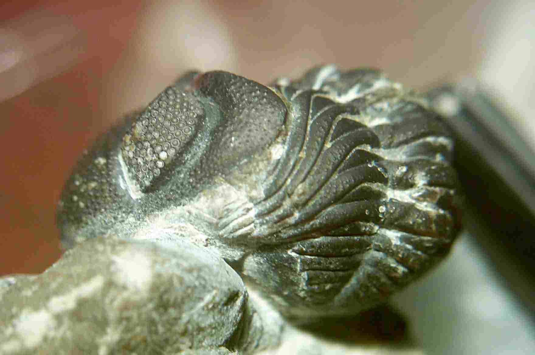 鏡眼三葉蟲A（Phacops) (Devonian)
