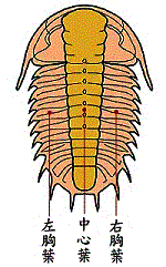 三葉蟲縱向解剖圖