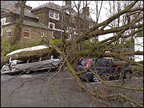 大樹被狂風吹倒威脅到交通
