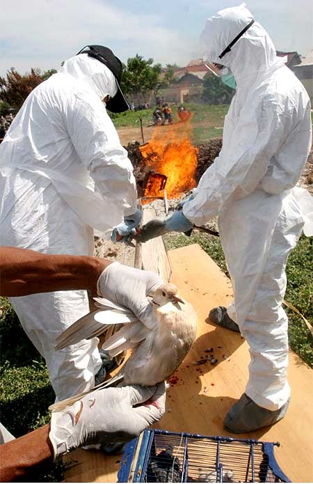 印尼禽流感死亡增至58人