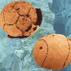 貴州發現的遠古動物胚胎化石