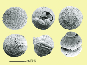 胚胎化石