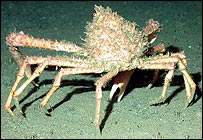 南極水底發現的蜘蛛蟹