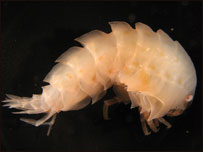 這是新發現的一種身長25毫米的片腳甲殼類海洋生物