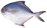 白鯧魚