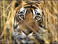 亞洲老虎數量將至5000至7000
