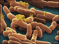 沙門氏菌是一種比較難以對付的細菌