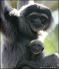 熱帶雨林受到破壞使許多猴子沒有了棲息之地