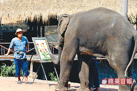 經過訓練後，大象也能繪出美麗的圖畫。