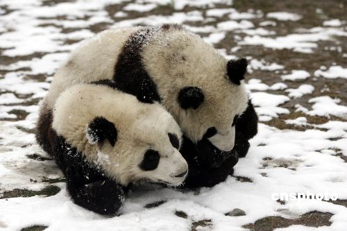 贈臺大熊貓“團團”“圓圓”在積雪中玩耍