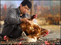 禽流感主要由接觸染病禽類造成