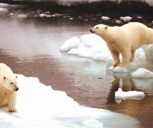 美國科學家表示，北極區冰層受到全球暖化衝擊，可能在今年九月暫時完全融化，速度比先前預期快得多，意味著北極熊生存空間恐受威脅。圖為多年前在美國阿拉斯加地區活動的北