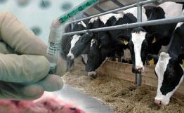 韓國因擔心瘋牛病限制進口部分美國牛肉