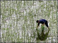 中國和印度說，需要保護本國農民利益