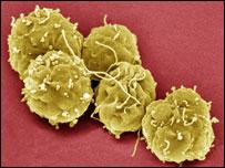幹細胞可以發展成不同形式的細胞