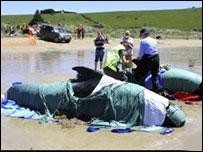 志愿者和官方營救人員試圖救助在澳大利亞塔斯曼尼亞島上擱淺的導航鯨。
