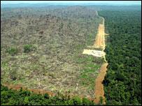 亞馬遜熱帶雨林被砍伐的情況日益嚴重