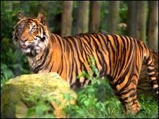 老虎被世界自然基金會列為2010年全球10大保護動物首位。
