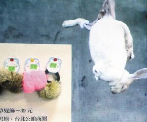 台灣動物社會研究會主任陳玉敏，上午舉行「兔毛產製真相」記者會，公布兔毛產製真相調查，每仵皮草都是殘酷殺兔取毛皮，希望兔年不要用「兔草」。(聯合新聞網)