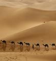 利比亞駱駝隊