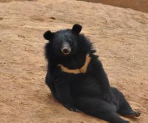 亞洲黑熊為中國國家2級保育類動物。（圖擷取自中新網）