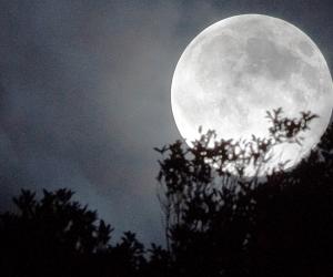 躍上樹梢的滿月。(中央社檔案照片)
