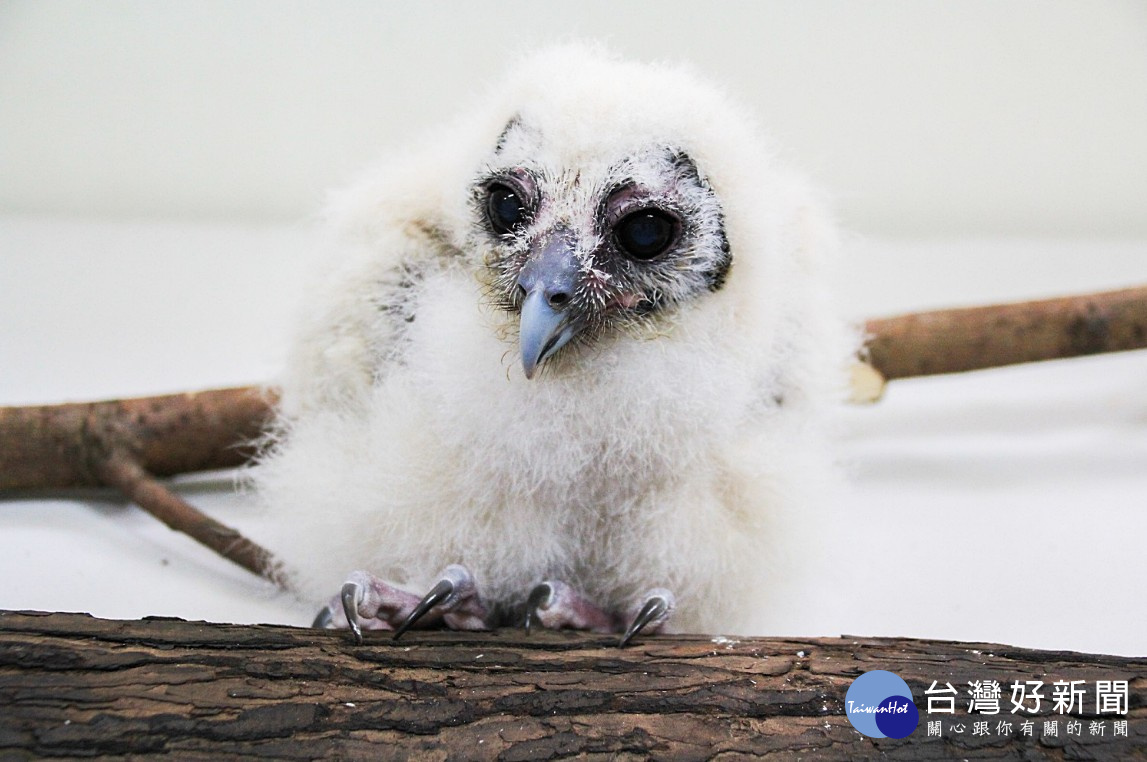 台北市立動物園首次人工育雛褐林鴞