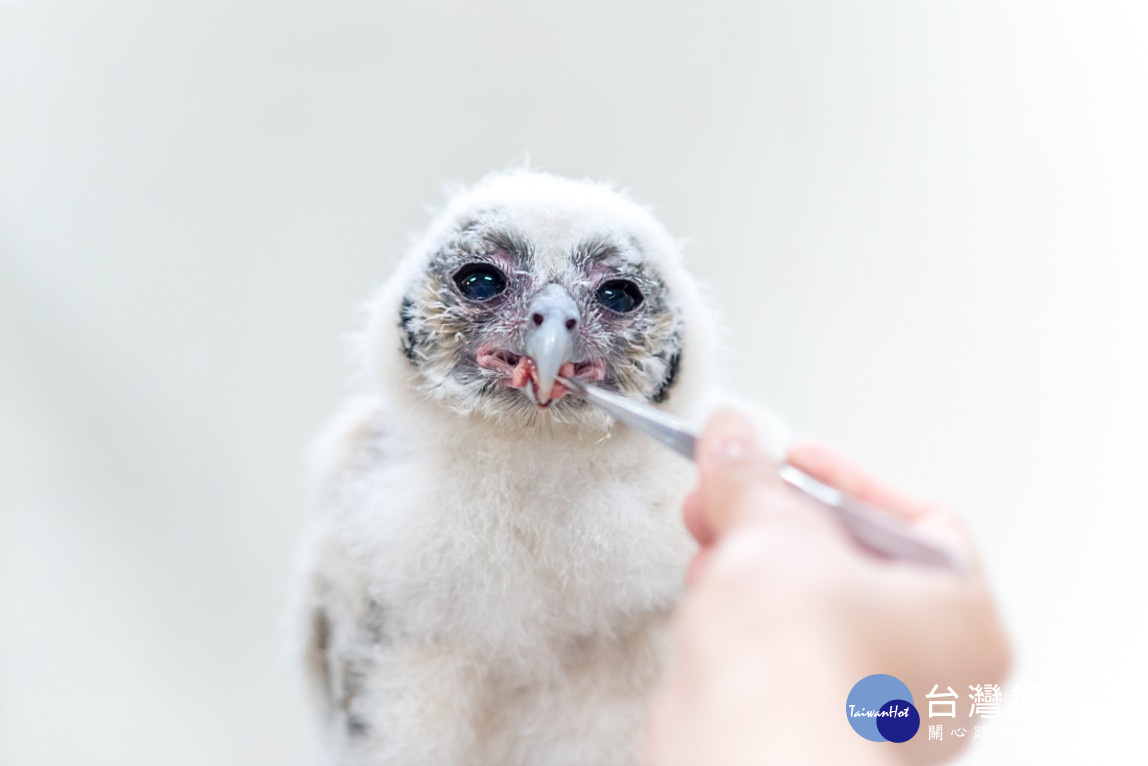 台北市立動物園首次人工育雛褐林鴞